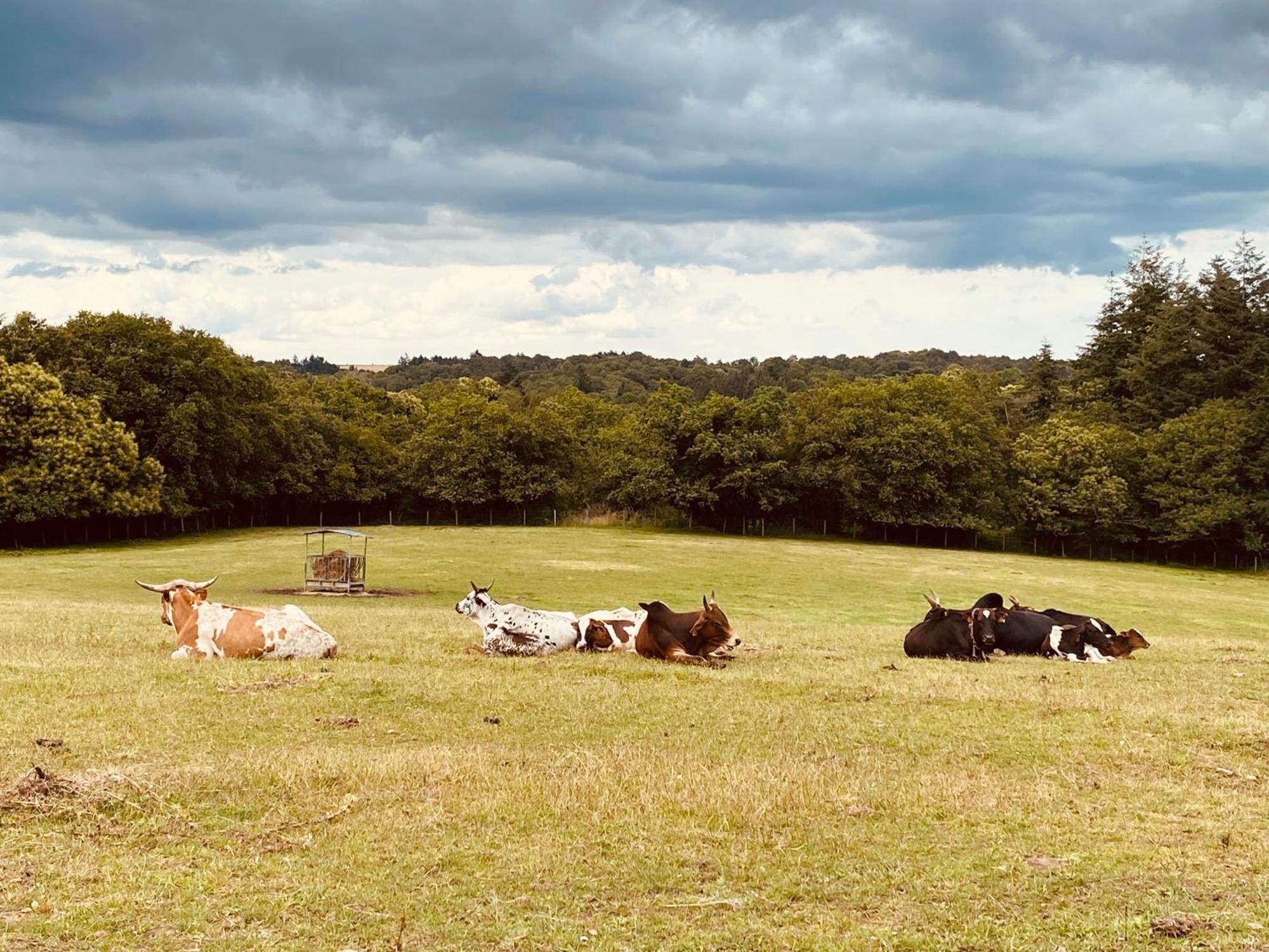 Ferienwohnung Escapade Dans Un Ranch Le Sourn Exterior foto