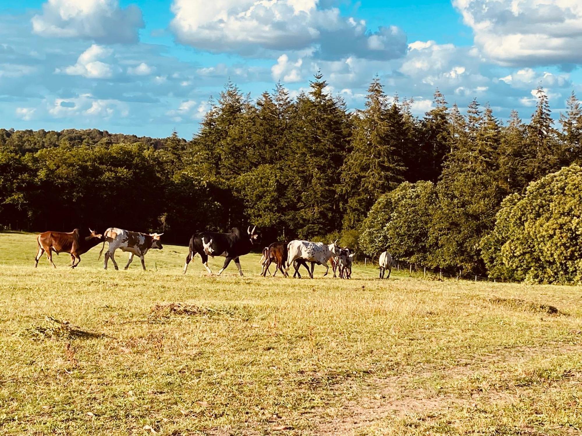 Ferienwohnung Escapade Dans Un Ranch Le Sourn Exterior foto
